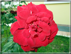 foto Rose